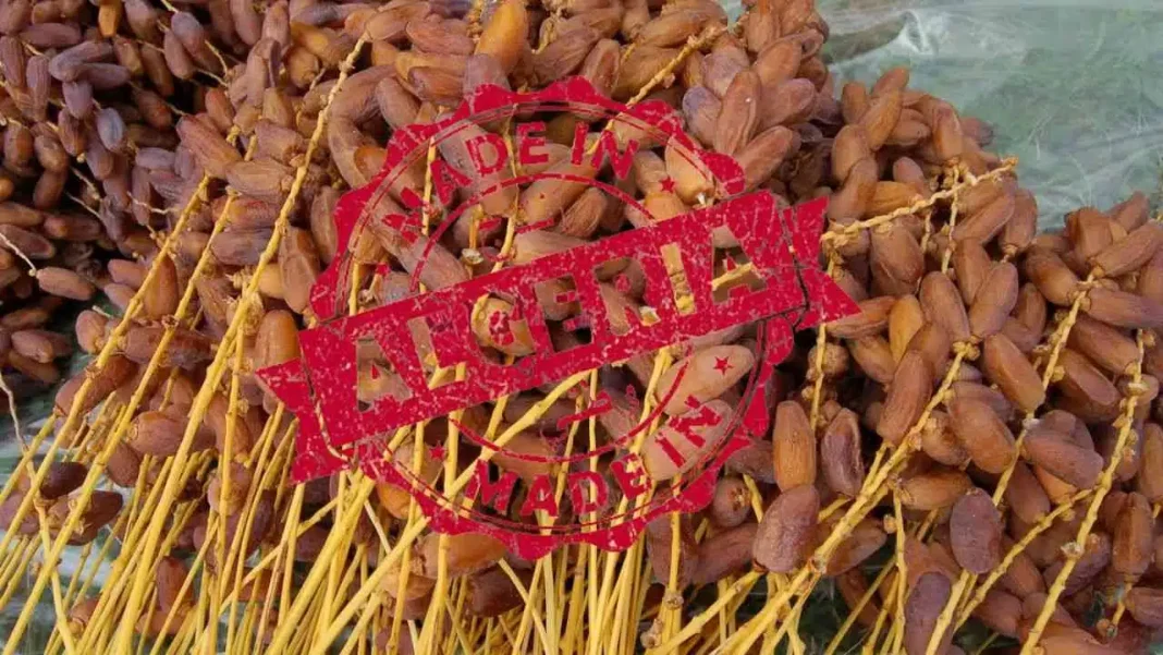 Les dattes Deglet Nour d’Algérie meilleures que les dattes Medjool du Maroc : un Français se confesse Dattes Deglet Nour d'Algérie, qualité supérieure, vendues en vrac.