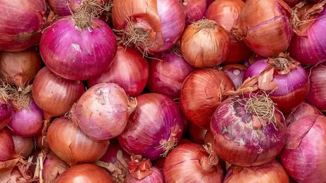 Surprenant ! Ce vendeur vend 3 kg d’oignons au prix de … dinars. La clientèle est sous le choc. Gros plan sur des oignons rouges et jaunes frais.