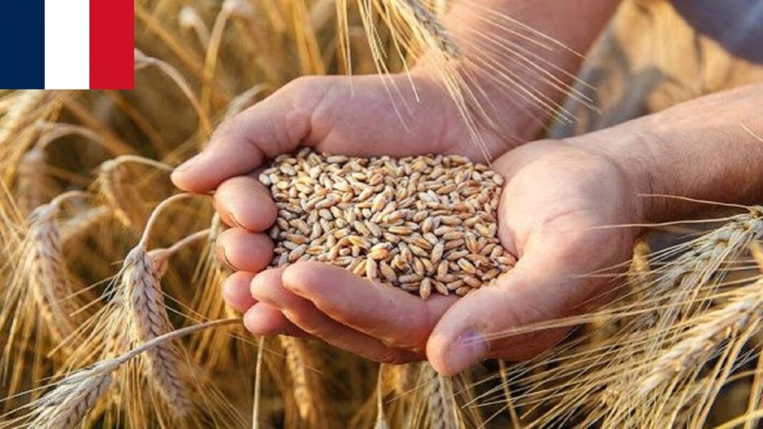 L’Algérie menace de cesser l’importation du blé français à cause de… Main tenant des grains de blé dans un champ doré en Algérie.