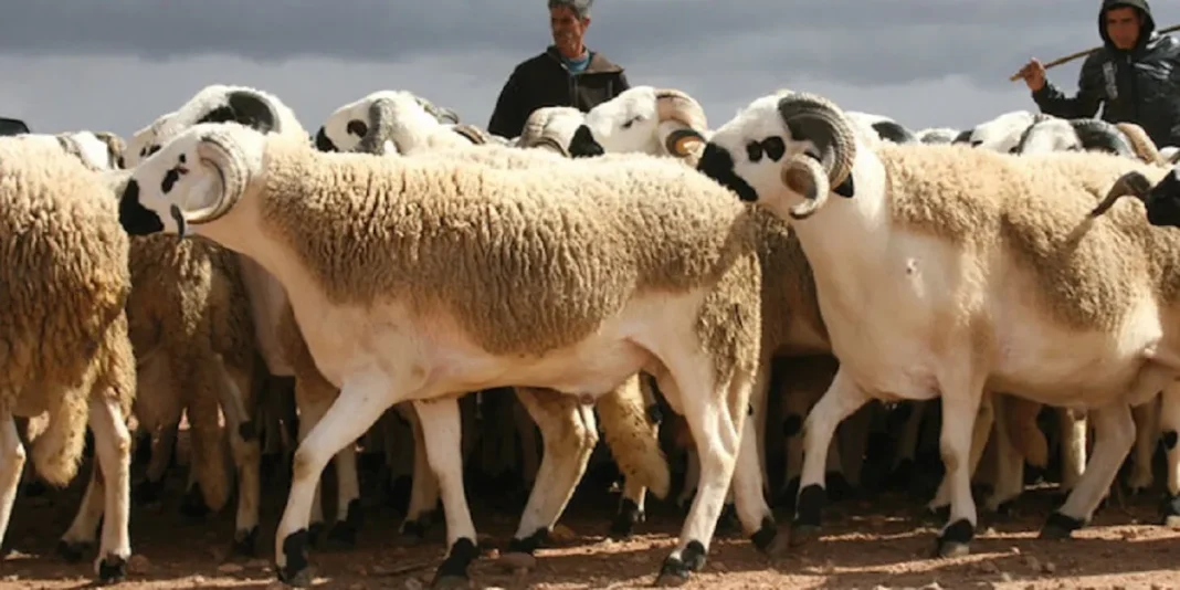 Bétail de moutons pour l'Aïd El-Adha 2023 Moutons pour l'Aïd El-Adha 2023, baisse des prix du mouton.