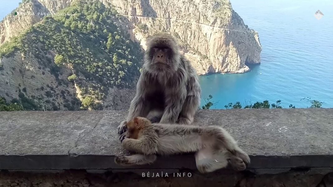 Babouins à Bejaia Babouins sur un mur avec vue sur la mer et les falaises.