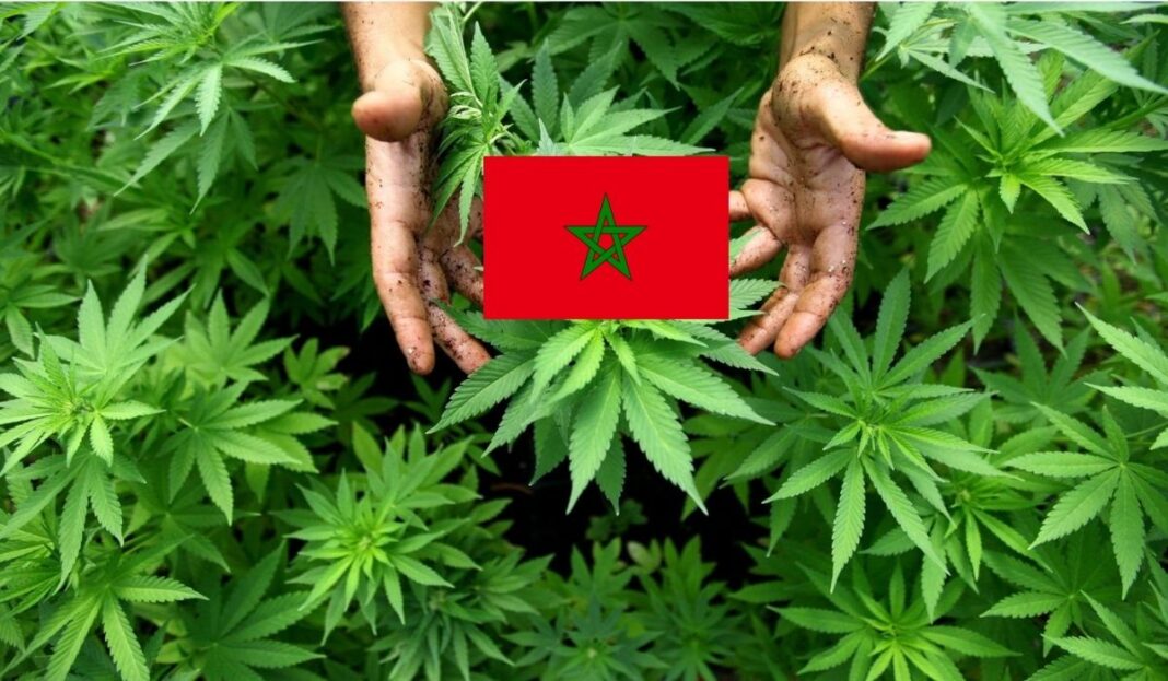 Main tenant un drapeau marocain parmi des plants de cannabis.