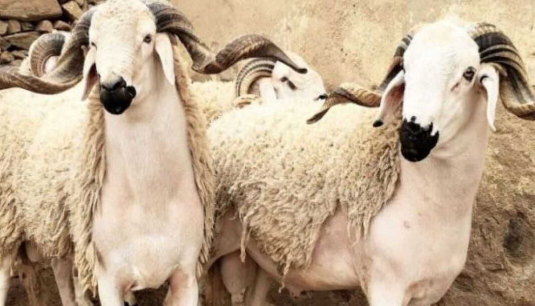 Moutons pour l'Aïd Al-Adha Deux moutons blancs avec cornes pour l'Aïd Al-Adha.