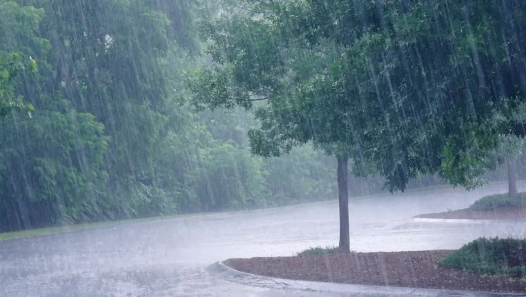 Algérie: découvrez la quantité d’eau de pluie déversée ces derniers jours dans différentes villes Arbre sous une forte pluie en Algérie, ciel nuageux et routes mouillées.