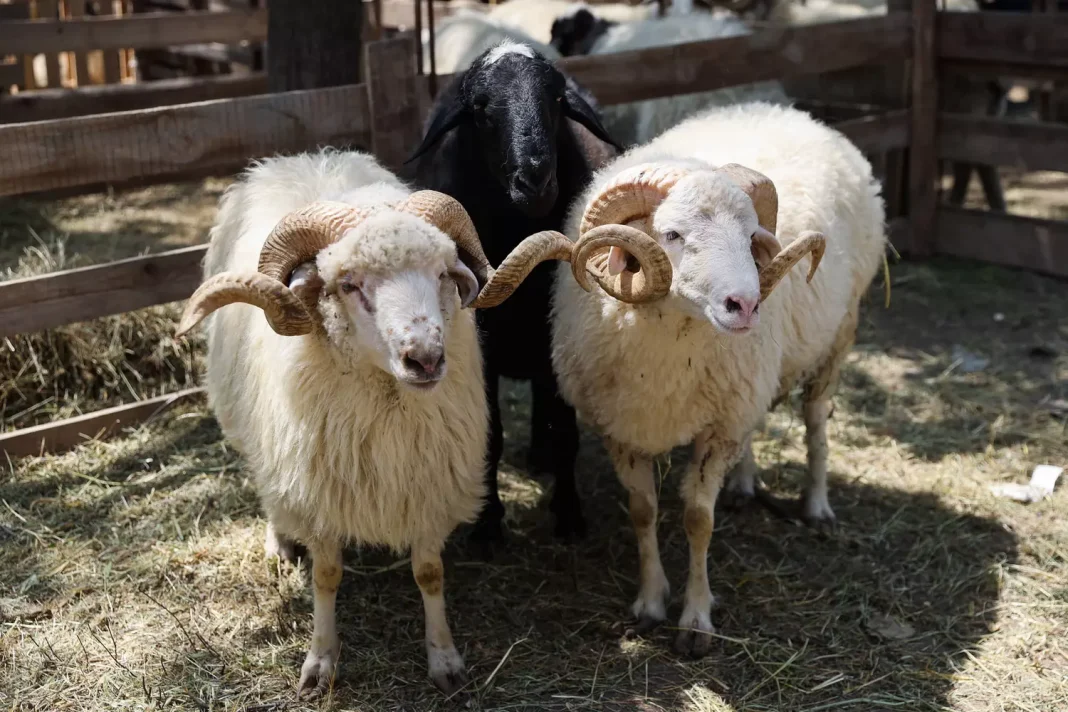Aïd El-Adha 2023 : Plusieurs préfectures en France ont pris des mesures drastiques. Moutons avec cornes prêtes pour l'Aïd El-Adha en France.