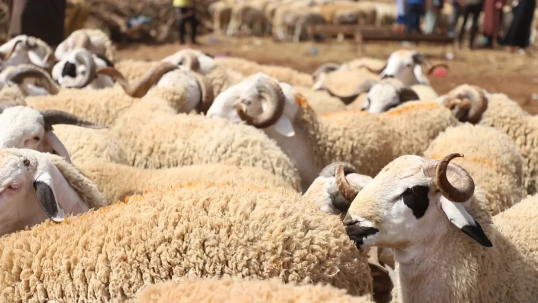 Moutons pour l'Aïd el-Adha 2023 Moutons prêts pour l'Aïd el-Adha, prix accessibles en 2023.