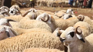 Pénurie de moutons au Maroc : Une cause possible de l'annulation de l'Aid-el-Kebir? 2 Pénurie de moutons au Maroc