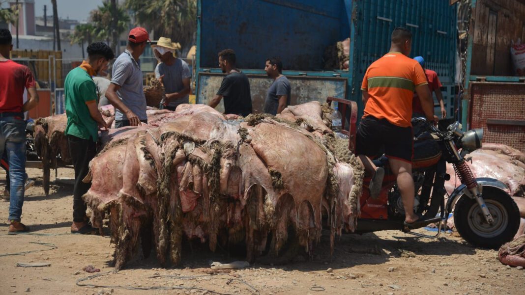 Aid el-Adha 2023 : Vers la récupération des peaux de moutons pour… Vente et récupération des peaux de moutons après l'Aïd el-Adha.
