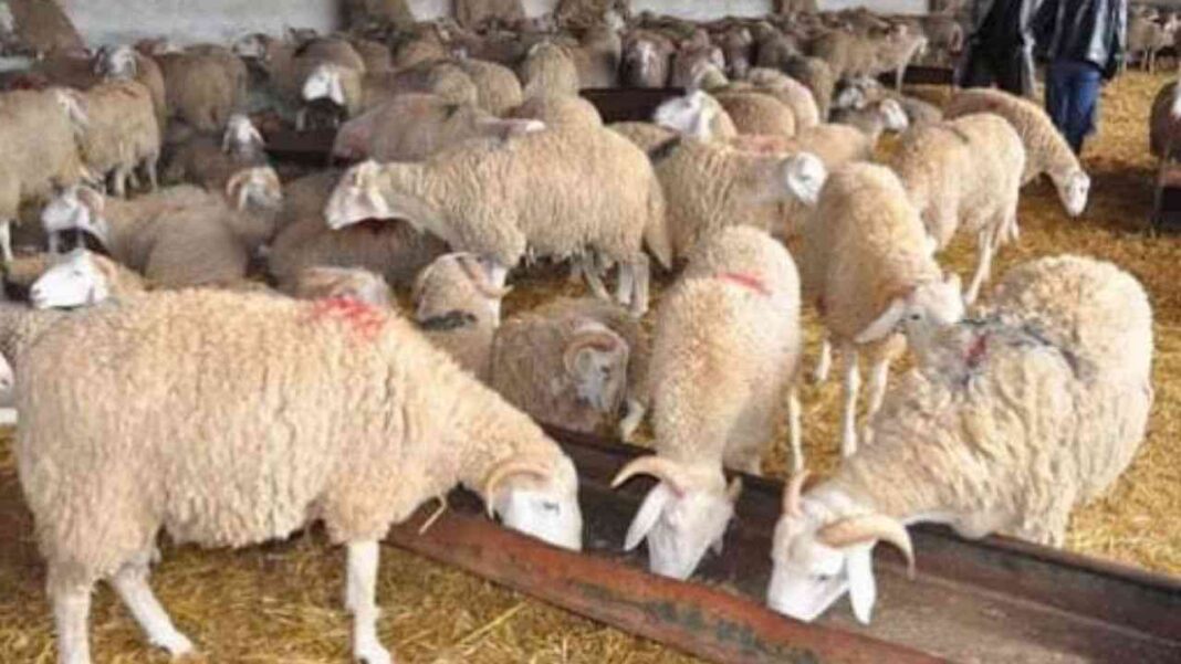 Aïd al-Adha 2023 : quel mouton acheter avec 5 millions de centimes ? Moutons dans une ferme, prêts pour l'Aïd al-Adha 2023.
