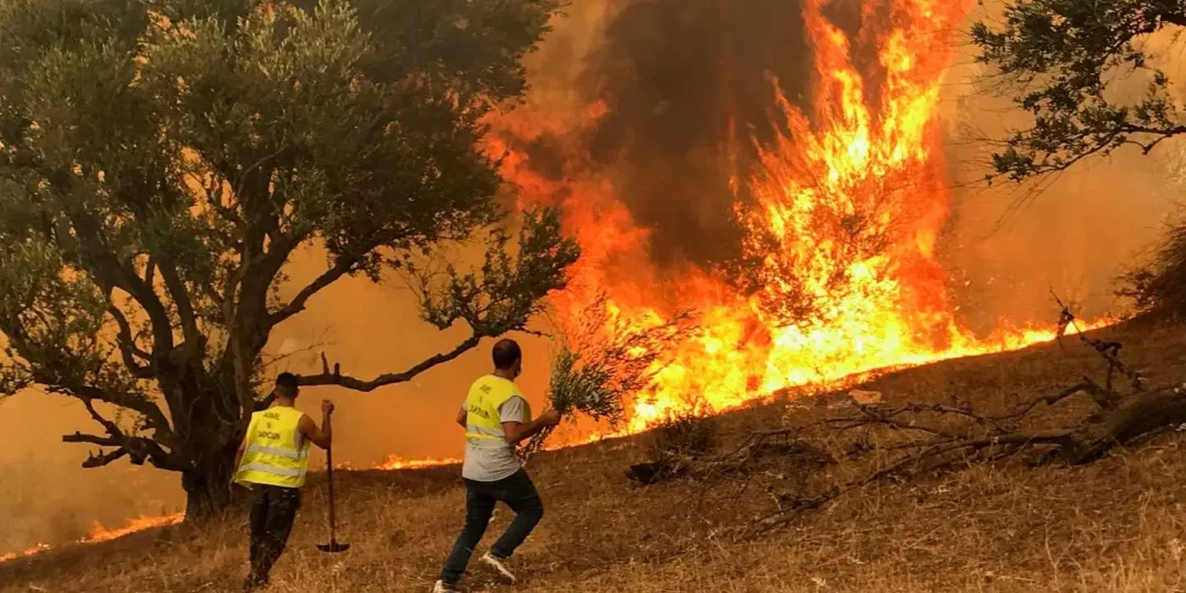 Incendie en Algérie : l’énorme défaillance de l’Etat face aux lamentations du peuple Incendie de forêt en Algérie avec flammes et fumée dense.