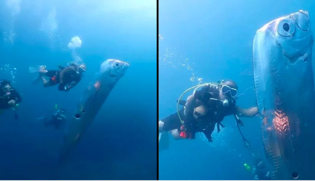 La découverte de ce poisson géant annonce une catastrophe Plongée sous-marine avec un poisson géant dans l'océan.