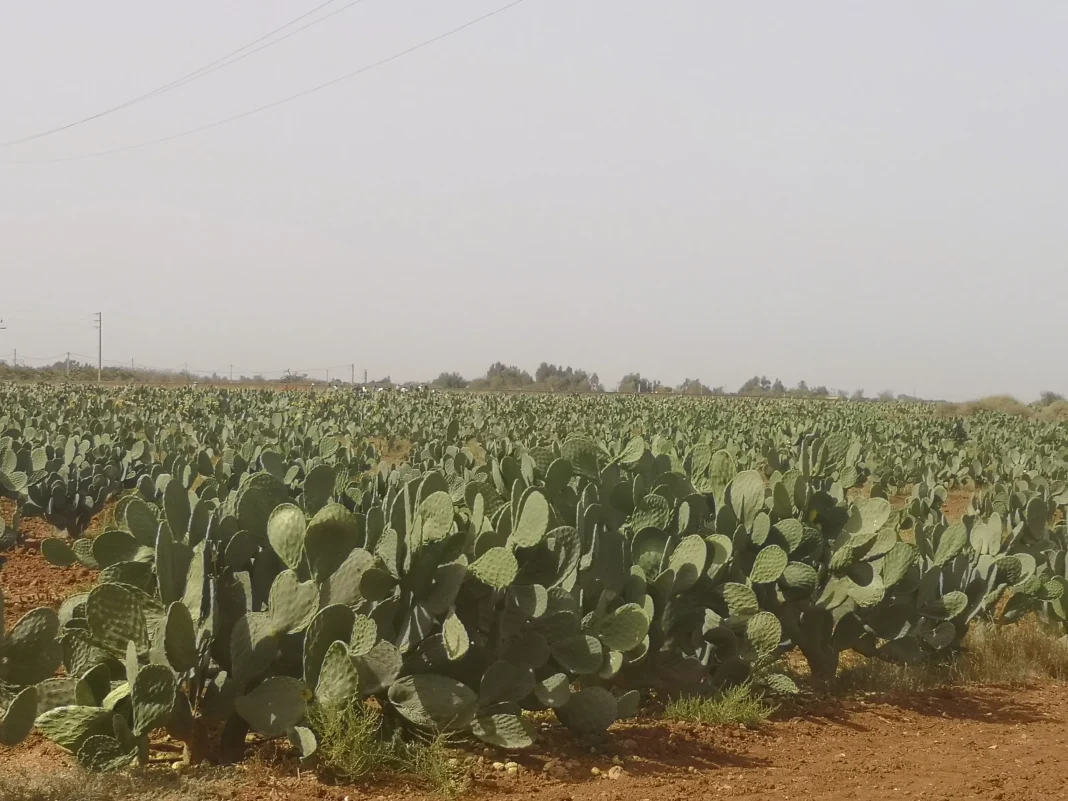 L’Algérie accuse le Maroc de lui exporter sa “cochenille » Champ de figuiers de Barbarie en Algérie sous ciel nuageux.