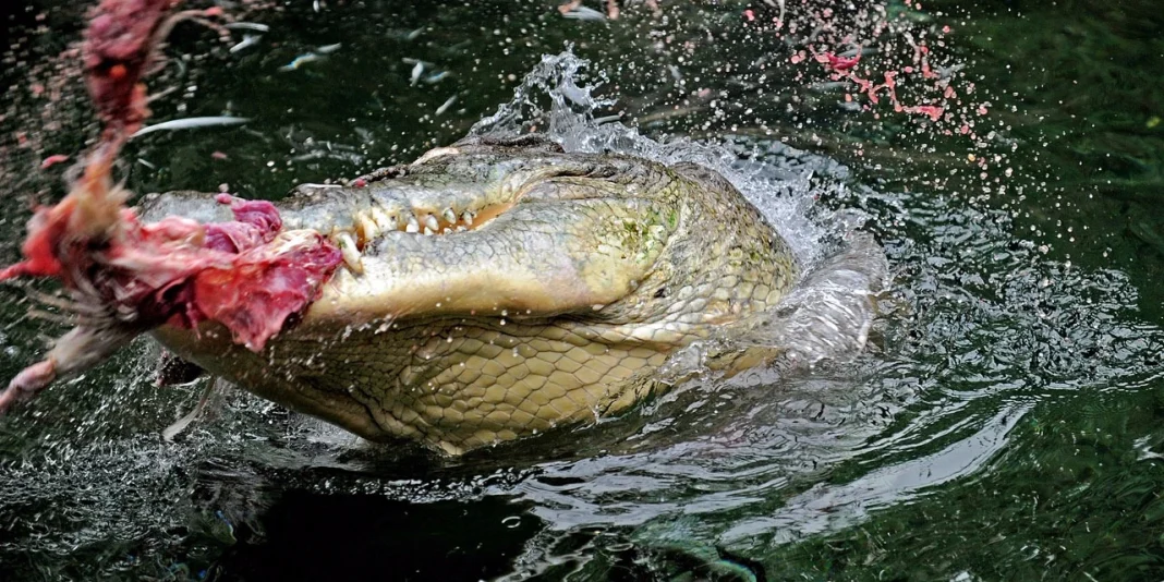 Drame, un footballeur dévoré par un crocodile Crocodile en train de dévorer une proie dans l'eau.