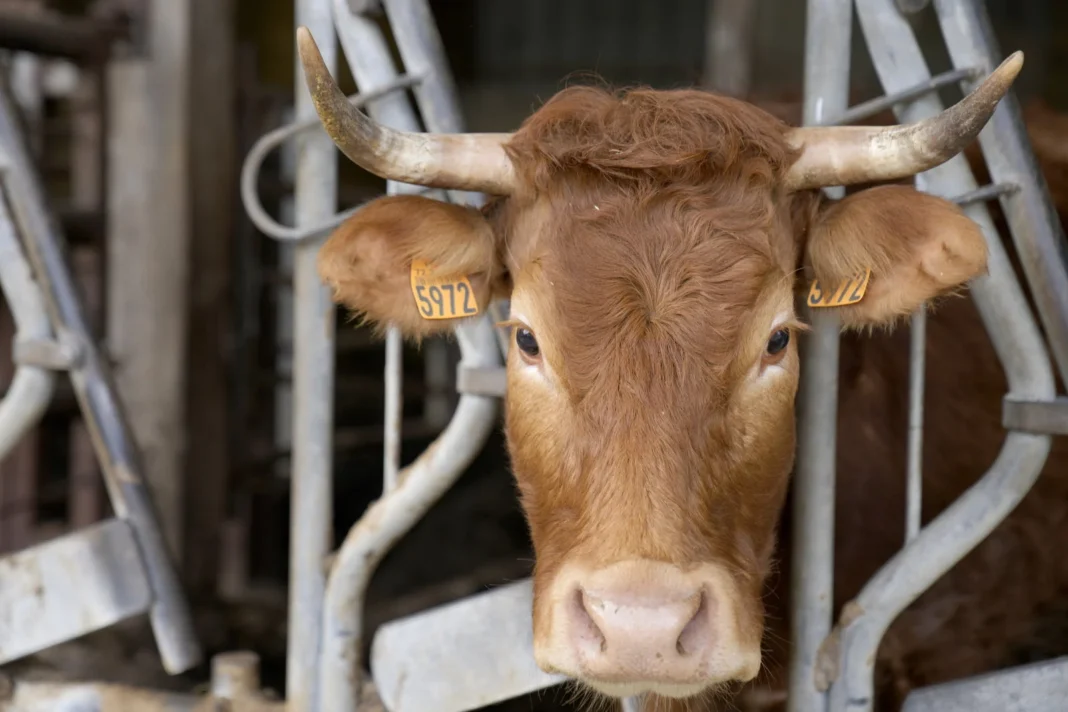 France : Des bovins attaqués par une maladie qui n’a pas de vaccin Vache bovine avec cornes dans une ferme en France.