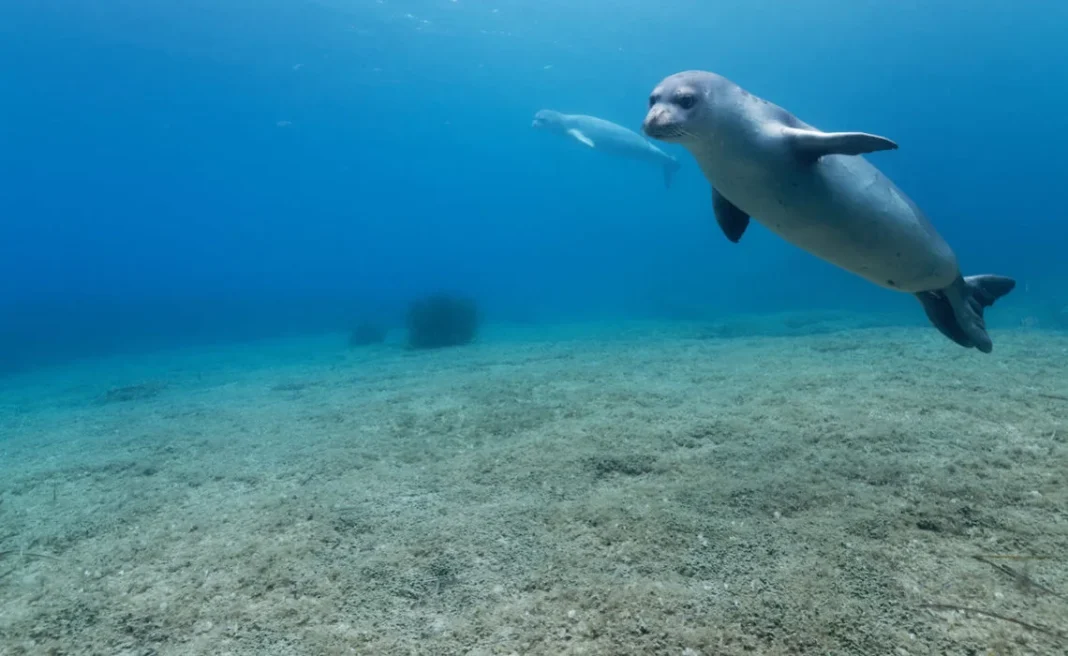 Algérie : Le sauvetage héroïque d’un Phoque Moine de Méditerranée crée la sensation sur la toile Phoque Moine de Méditerranée nageant dans l'eau claire.