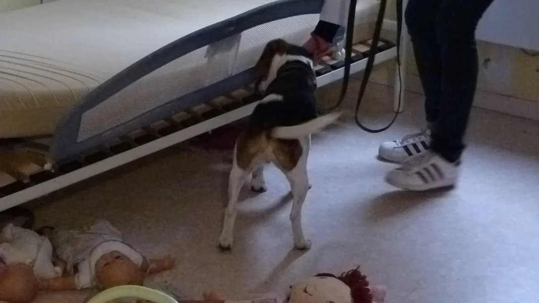 Chien renifleur détectant punaises de lit Chien entraîné pour détecter les punaises de lit dans une chambre.