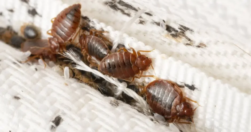 Lutte contre la prolifération des Punaises de lit: les conseils d’un spécialiste Punaises de lit sur un matelas, problème d'infestation domestique.