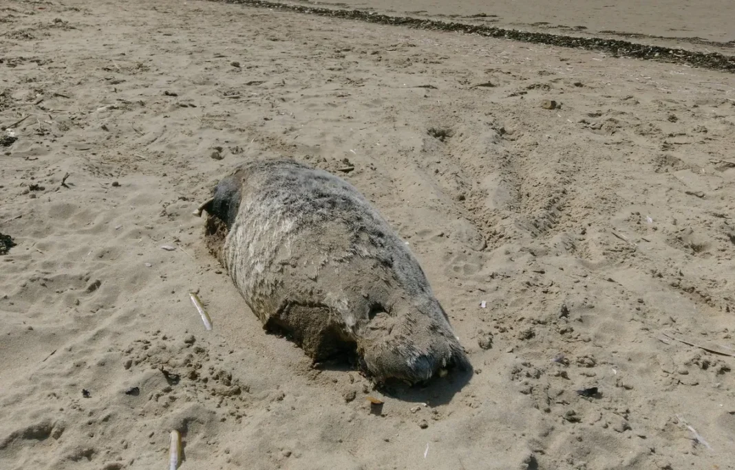 Insolite! Un phoque moine retrouvé blessé sur une plage algérienne Phoque moine blessé retrouvé sur une plage en Algérie.