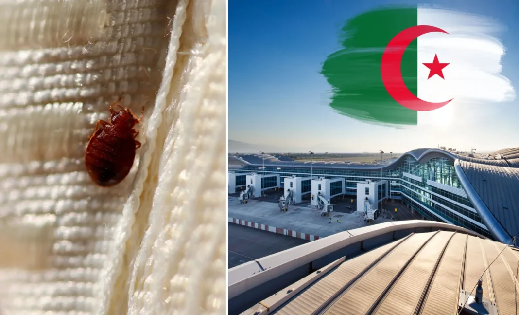 Aéroport d’Alger : la lutte contre les punaises de lits s’intensifie Punaises de lit sur une surface textile à Alger.