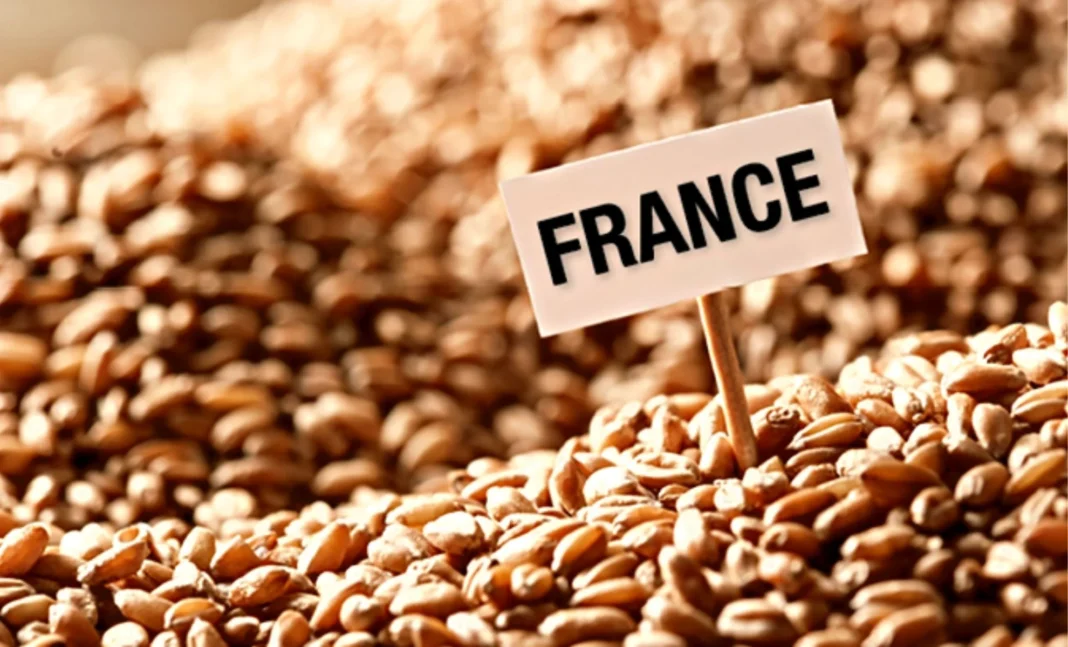 Grains de céréales avec drapeau France Grains de céréales avec un drapeau France en premier plan.