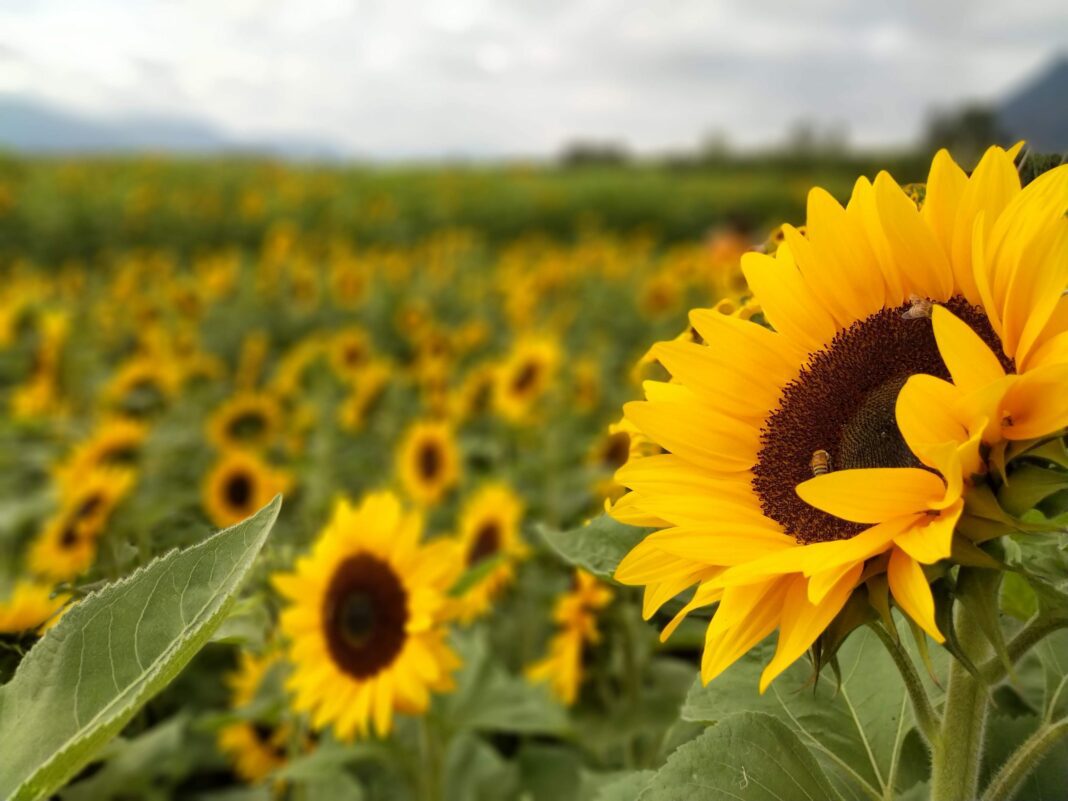 Champ de tournesols en Algérie Champ de tournesols en Algérie sous un ciel nuageux.