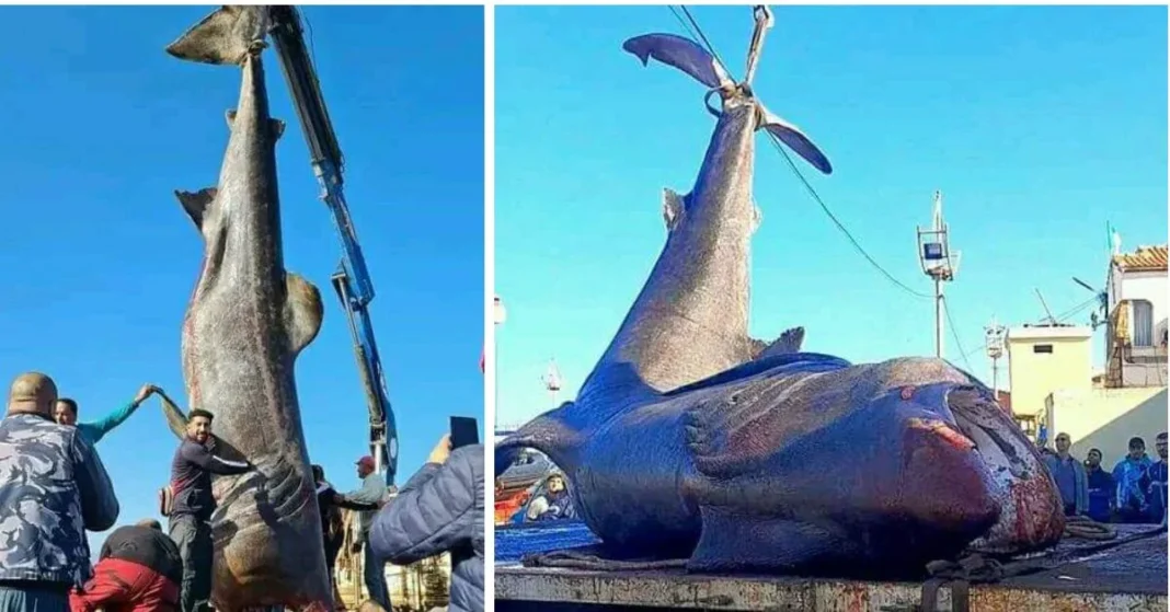 Capture accidentelle d’un requin pèlerin gigantesque au port de Tipaza Capture d'un requin pèlerin géant au port de Tipaza.