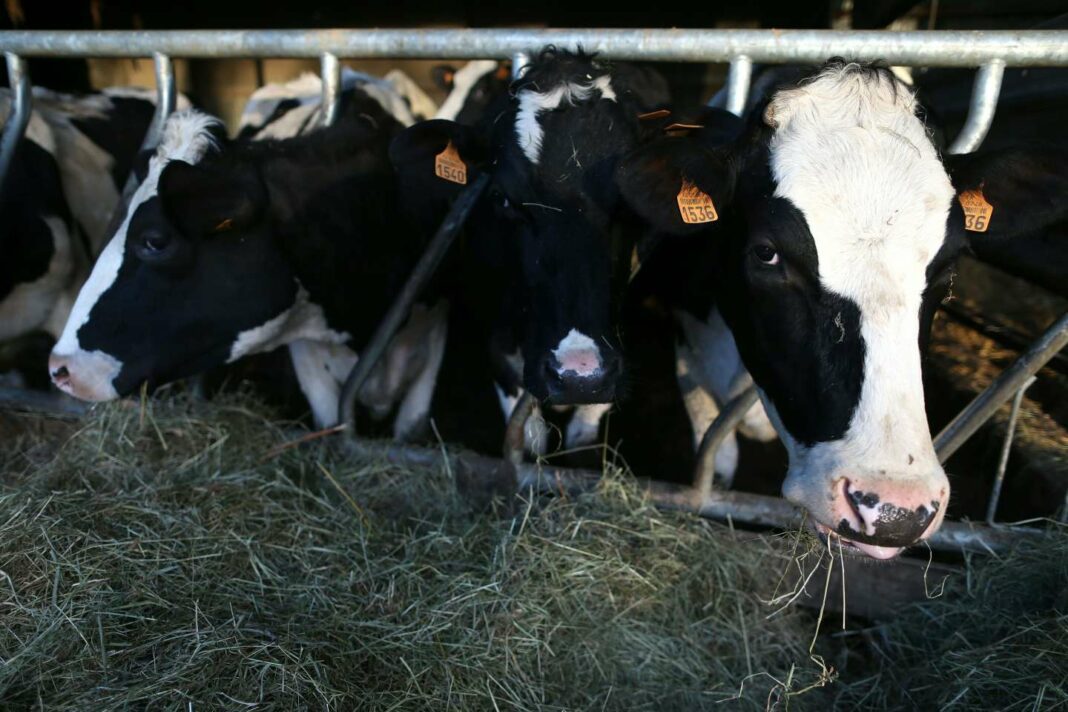 Le Maroc suspend l’importation de bovins d’Europe Vaches laitières en ferme, élevage bovin au Maroc.