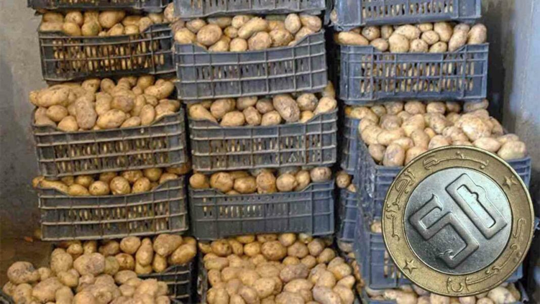 Stockage de pommes de terre dans des caisses en Algérie.