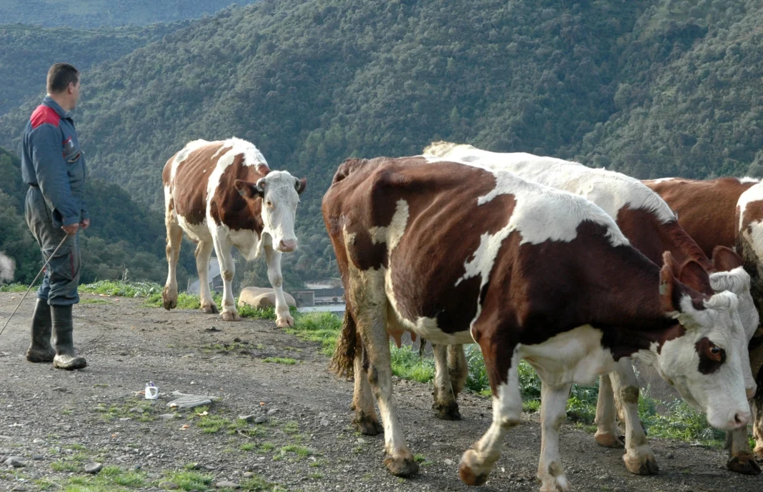 Alerte ! La fièvre aphteuse est détectée en Algérie Vaches brunes et blanches dans un paysage de montagne en Algérie.