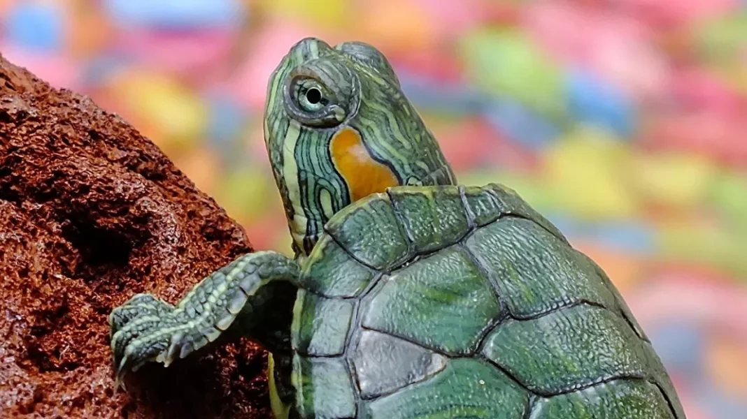 Trois tortues dans un bagage, saisies à l'aéroport en Tunisie.
