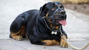 Maroc : Présence croissante de chiens dangereux dans les rues