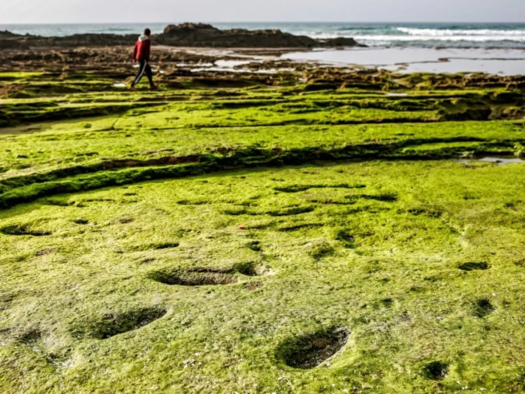 Découverte exceptionnelle au Maroc : Des empreintes humaines vieilles de plus de 100 000 ans révélées Empreintes anciennes sur la côte verte du Maroc avec un marcheur en arrière-plan.