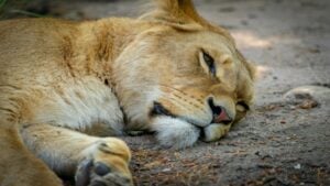 L' Algérie Intriguée : une Lionne découverte dans un ruisseau
