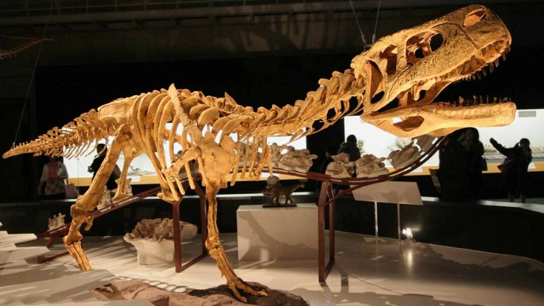 Maroc : Étonnante découverte de fossiles de dinosaures Fossile de dinosaure exposé dans un musée au Maroc.