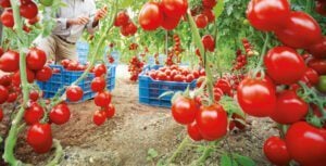 Tomate 1