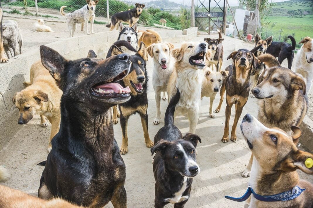 Chiens de refuge au Maroc Groupe de chiens de refuge dans un enclos au Maroc.