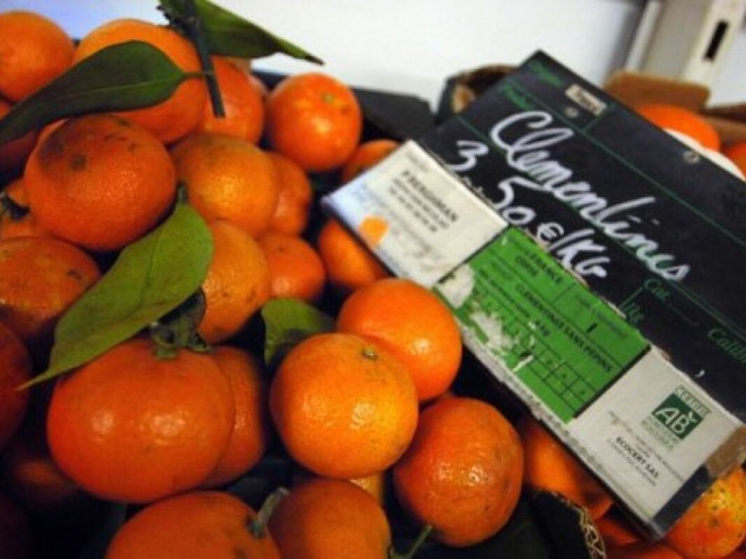 Clémentines algériennes en supermarché Clémentines algériennes fraîches avec feuilles vertes en rayon.