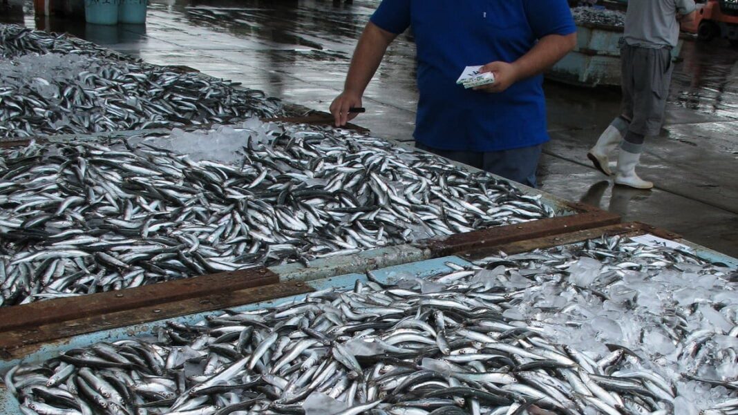 Offres poissonneuses à Alger : Sardine à 500 DA et Daurade à 1250 DA ! Poissons frais en vente au marché d'Alger, sardines et daurades en grande quantité.