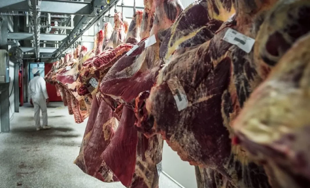 Viande Halal en abattoir Viande Halal suspendue dans un abattoir en France.