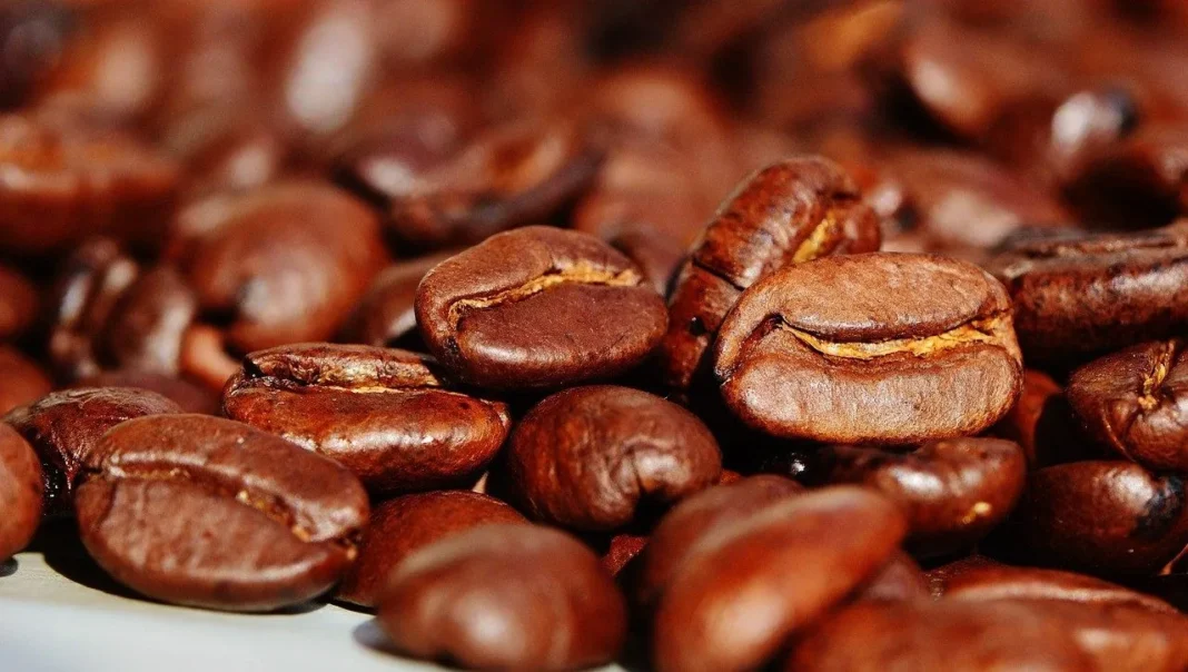 Grains de café torréfiés, riches en arômes, pour la préparation du café.