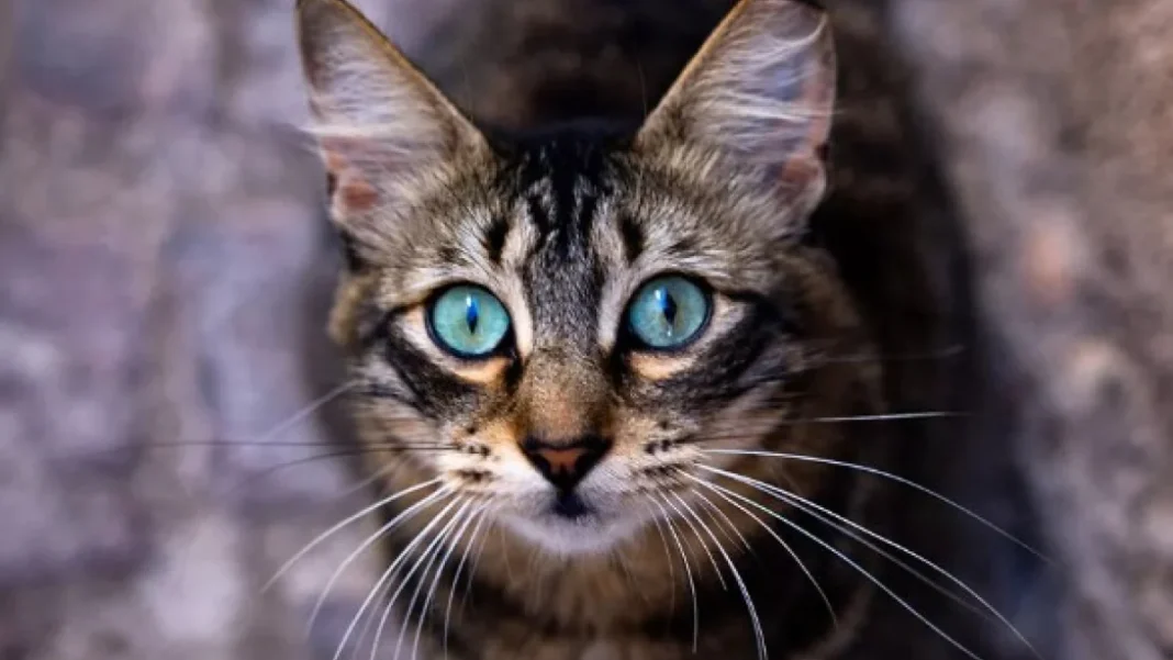 Chat domestique aux yeux bleus Chat errant aux yeux bleus perçants dans un environnement naturel.