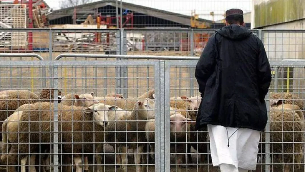 Aid al-Adha 2024 en France : voici les interdits… Éleveur observant des moutons dans une ferme pour l'Aïd al-Adha 2024.
