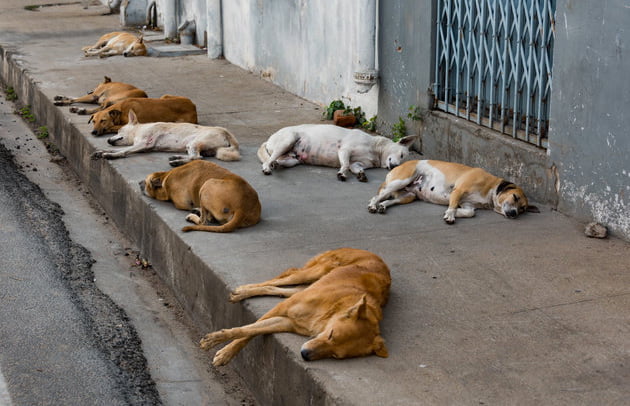 Maroc : Les habitants alarmés par l'invasion des animaux errants