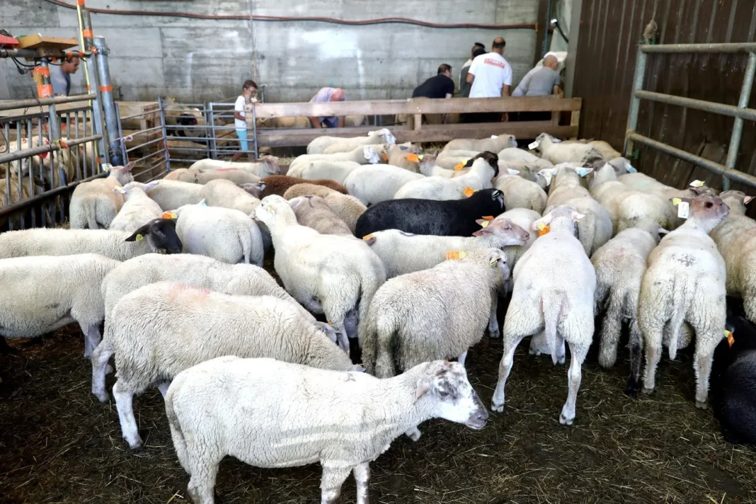 Prix des agneaux en Algérie : 35 000 DA pour un mouton de 3 jours Moutons dans une ferme en France pour l'Aïd-el-Adha.