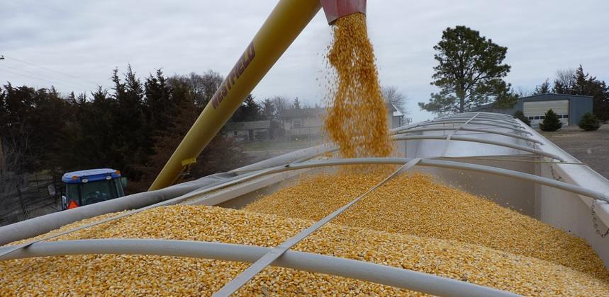 Algérie : vers un record d'importations de céréales en 2024, enjeux et stratégies agricoles