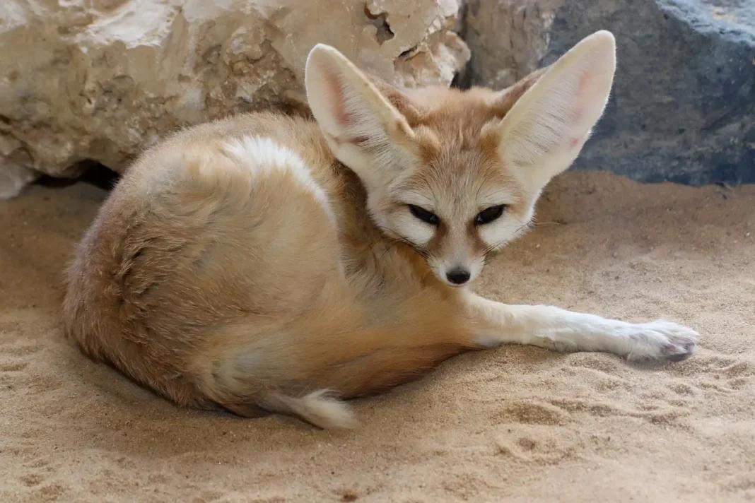 Incroyable découverte! Dans le Sahara algérien, un renard pâle a été aperçu. Détails… Renard pâle rare aperçu dans le Sahara algérien.