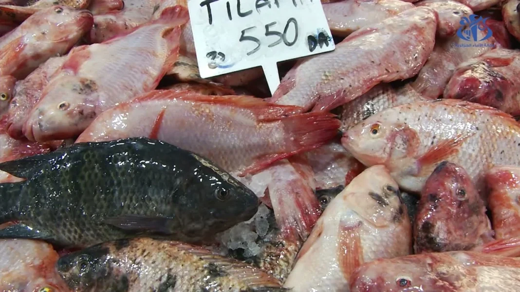 Plus de tilapias au delà de 700 DA/kg : Le ministère de la Pêche annonce… Poissons tilapia frais à vendre au marché pour moins de 700 DA/kg.