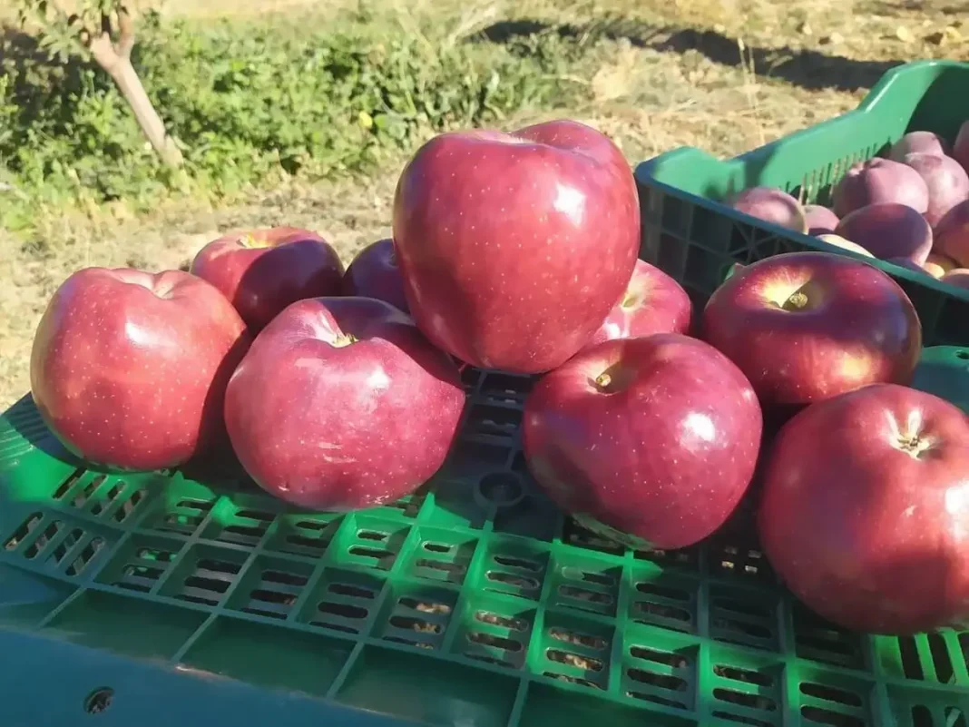 Culture de la pomme en Algérie : la technique du super-intensif révolutionne la production Pommes rouges récoltées dans un verger algérien.