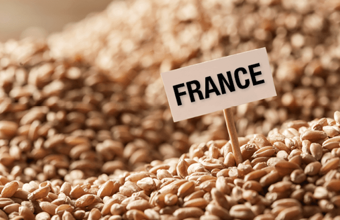 L'Algérie stoppe ses importations de blé français pour diversifier ses fournisseurs