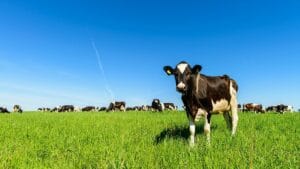 Importation de vaches laitières américaines : Vers un nouvel accord entre l'Algérie et les USA 2 Importation de vaches américaines en Algérie